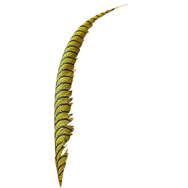 Lady Amherst Center Tail Feather - Feathers & Marabou - Fly Fish Food