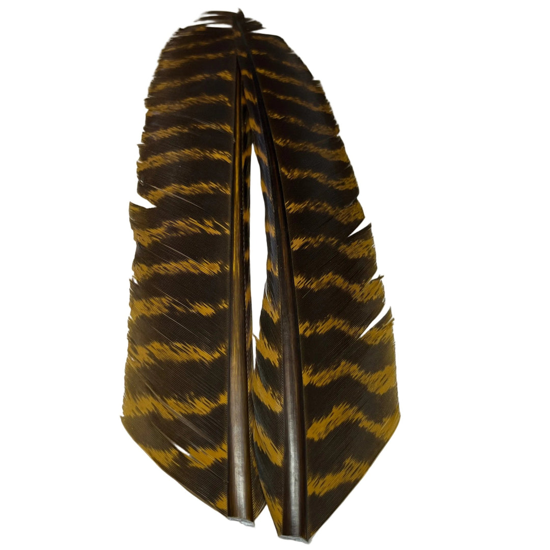 Barred Turkey Biot Quill Pair - Feathers & Marabou - Fly Fish Food