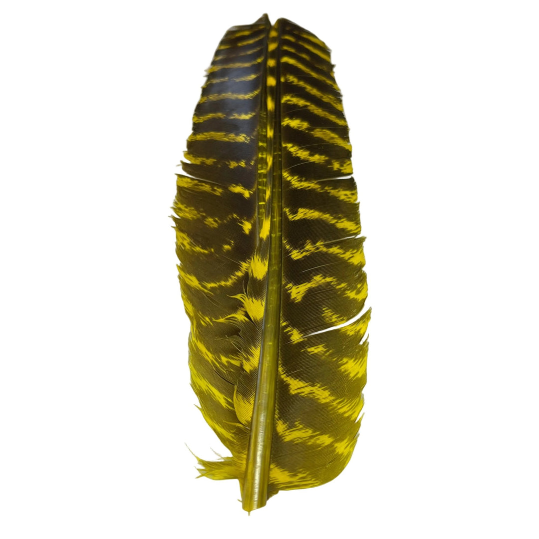 Barred Turkey Biot Quill Pair - Feathers & Marabou - Fly Fish Food