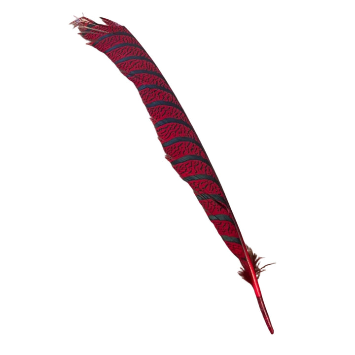 Lady Amherst Center Tail - Halfs - Feathers & Marabou - Fly Fish Food