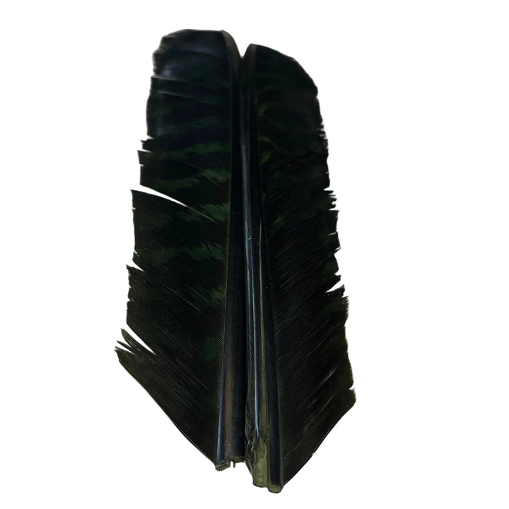 Barred Turkey Biot Quill Pair - Feathers & Marabou - Fly Fish Food