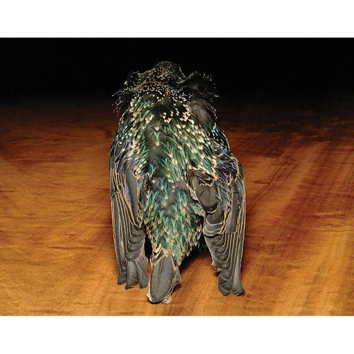 Hareline Starling Skin - Feathers & Marabou - Fly Fish Food