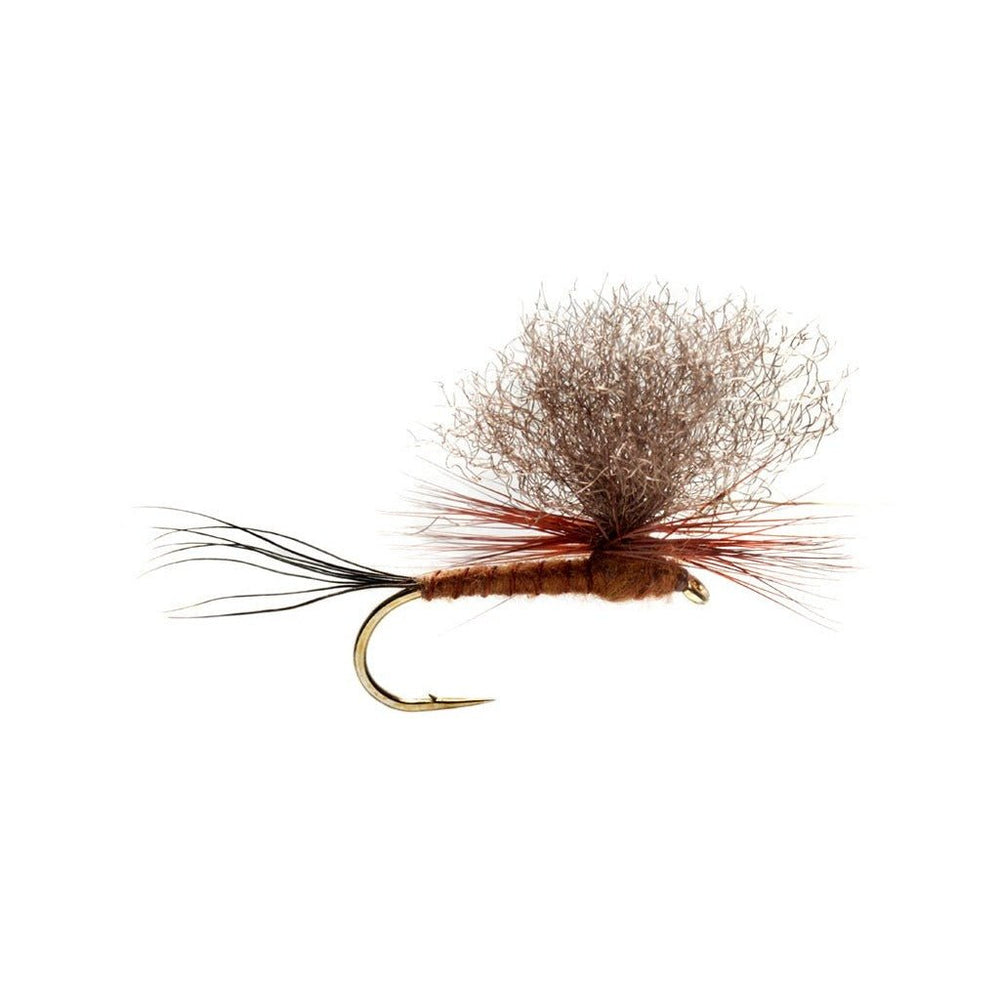 Burkus Brown Drake Dun - Flies - Fly Fish Food