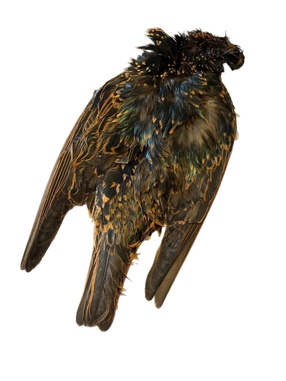 Starling Skin Dyed - Feathers & Marabou - Fly Fish Food