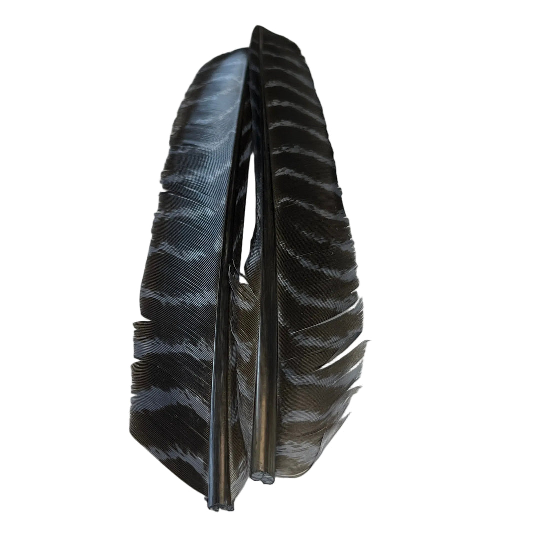 Barred Turkey Biot Quill Pair - Feathers & Marabou - Fly Fish Food