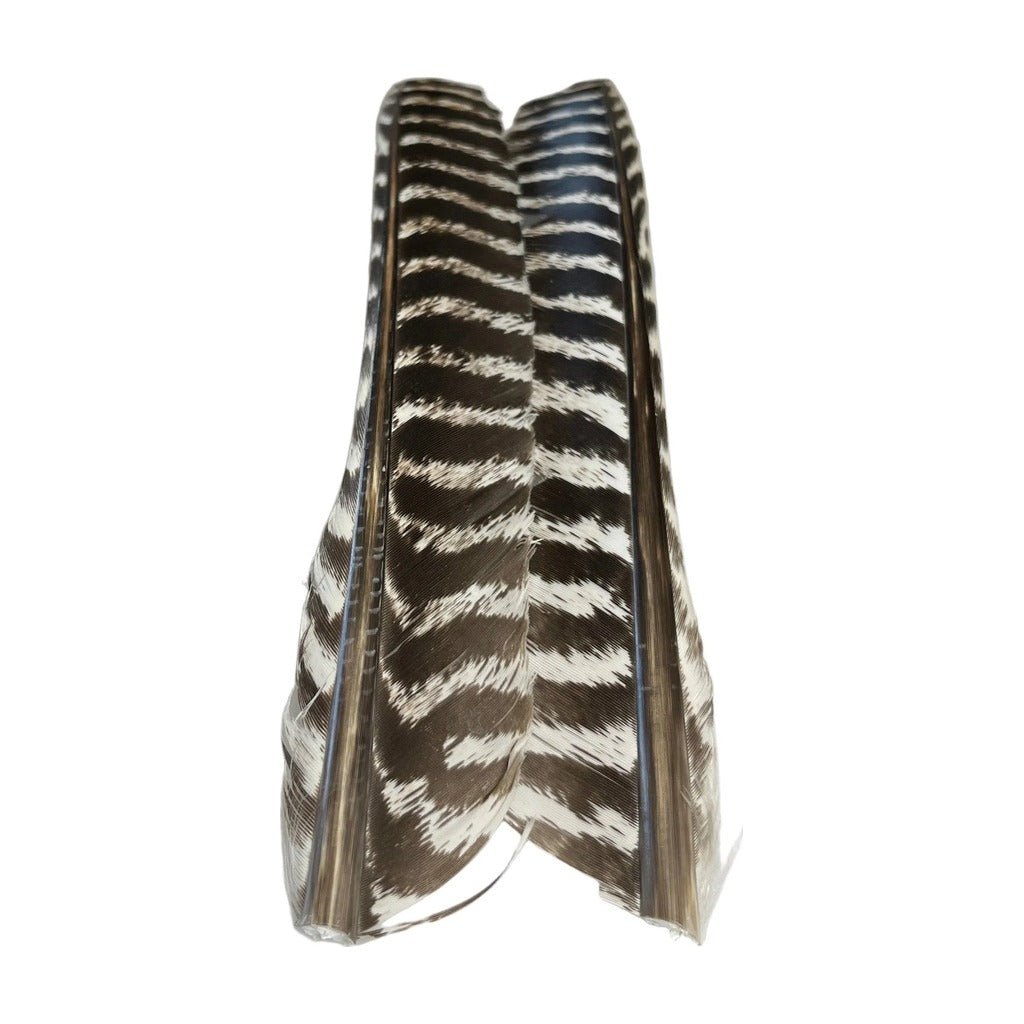 Barred Turkey Biot Quill Pair - Feathers & Marabou - Fly Fish Food