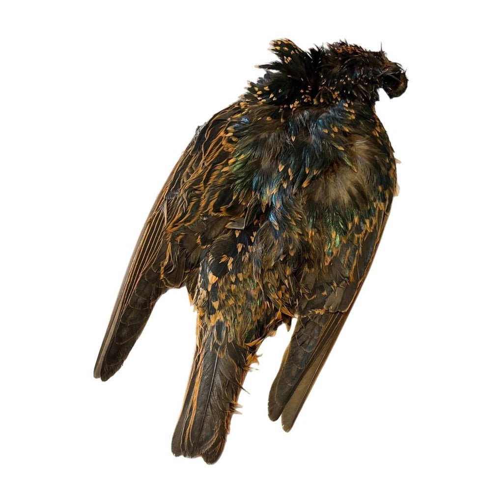 Starling Skin Dyed - Feathers & Marabou - Fly Fish Food