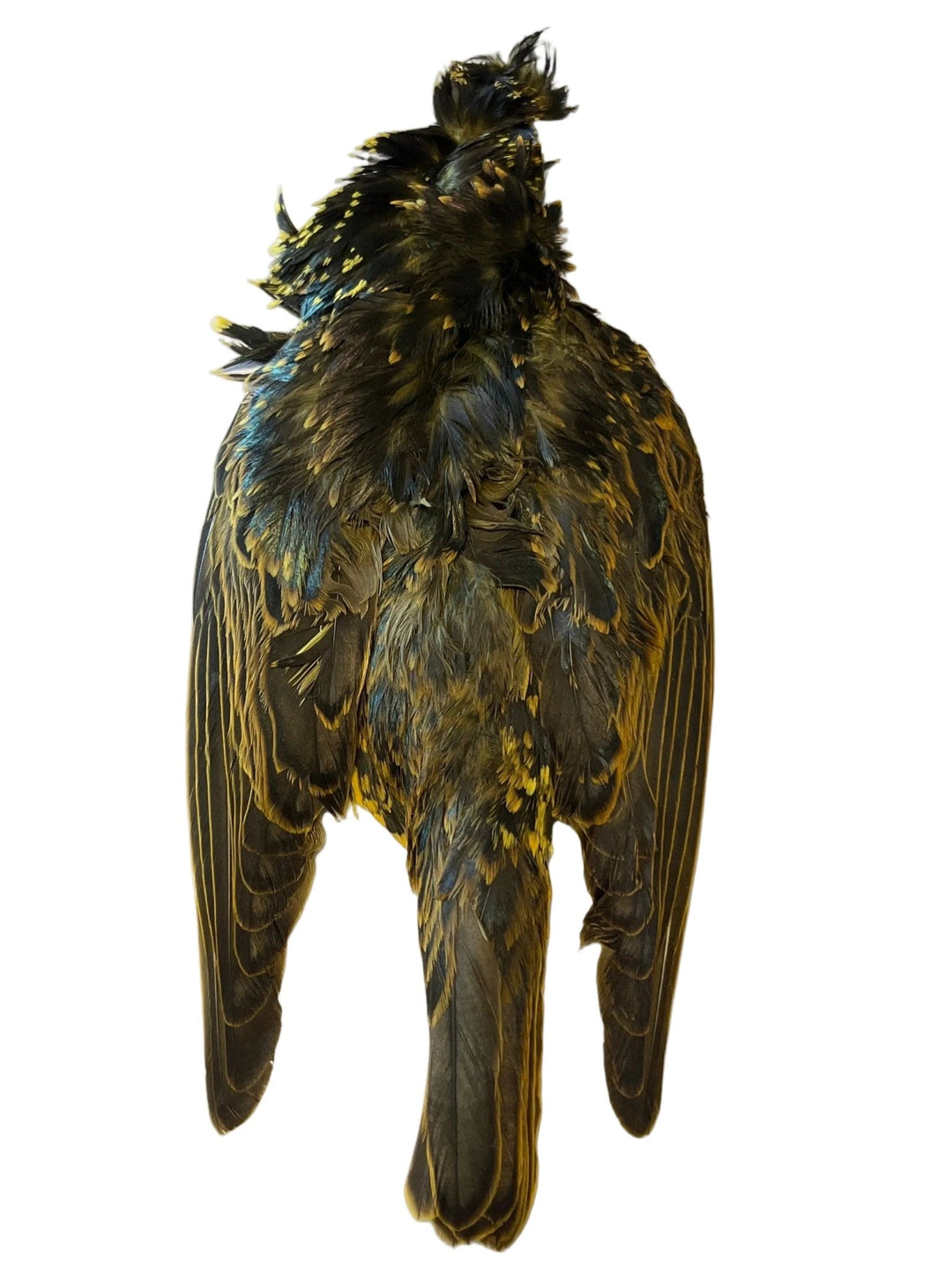 Starling Skin Dyed - Feathers & Marabou - Fly Fish Food
