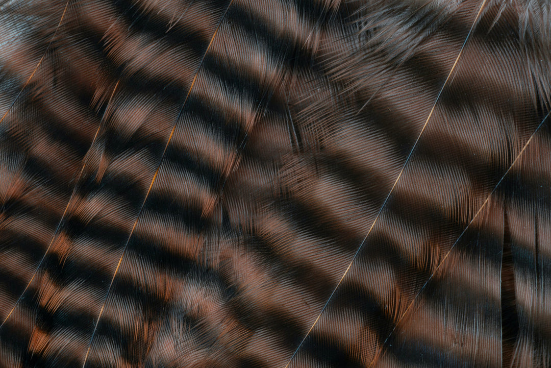 Metz Hackle Predator Pack in Griz/Brown, close-up of barred feathers