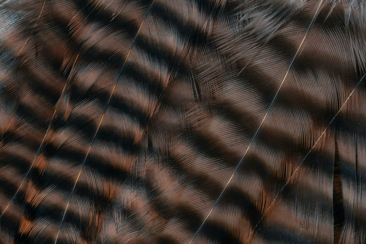 Metz Hackle Predator Pack in Griz/Brown, close-up of barred feathers