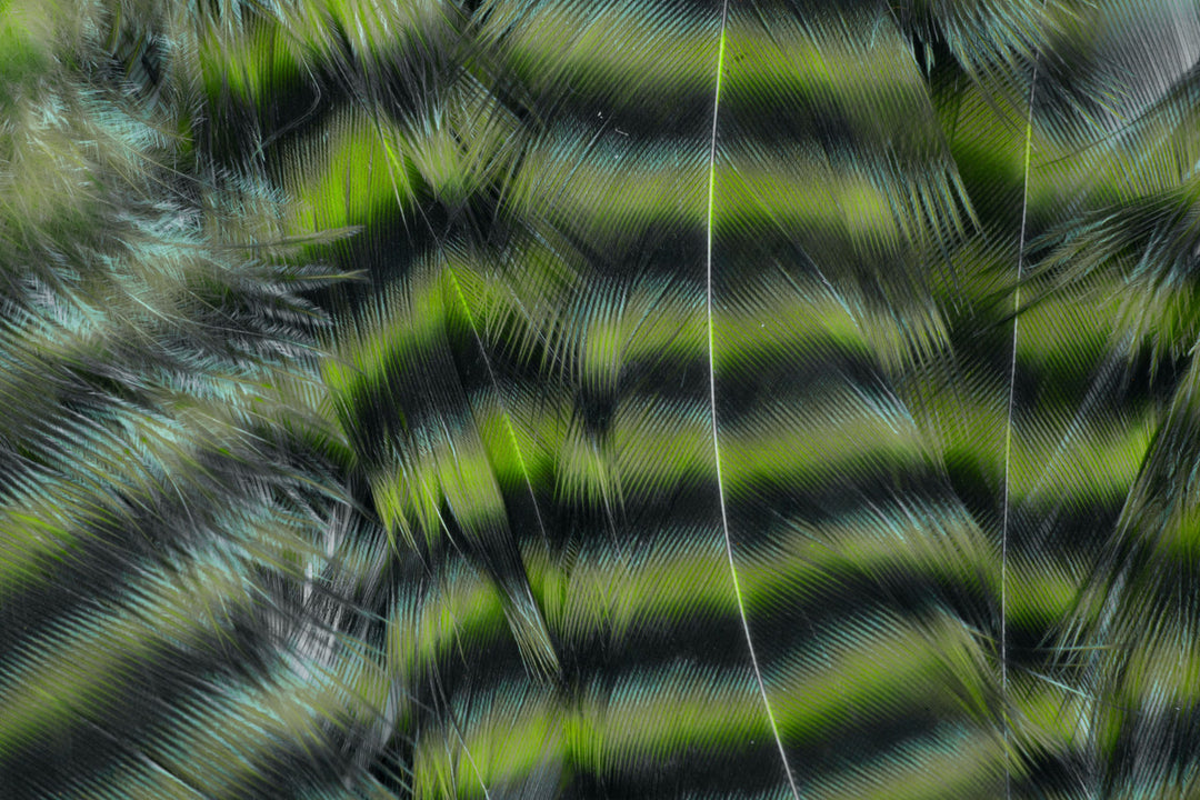 Metz Hackle Predator Pack in Grizzly/Olive, close-up of barred feathers
