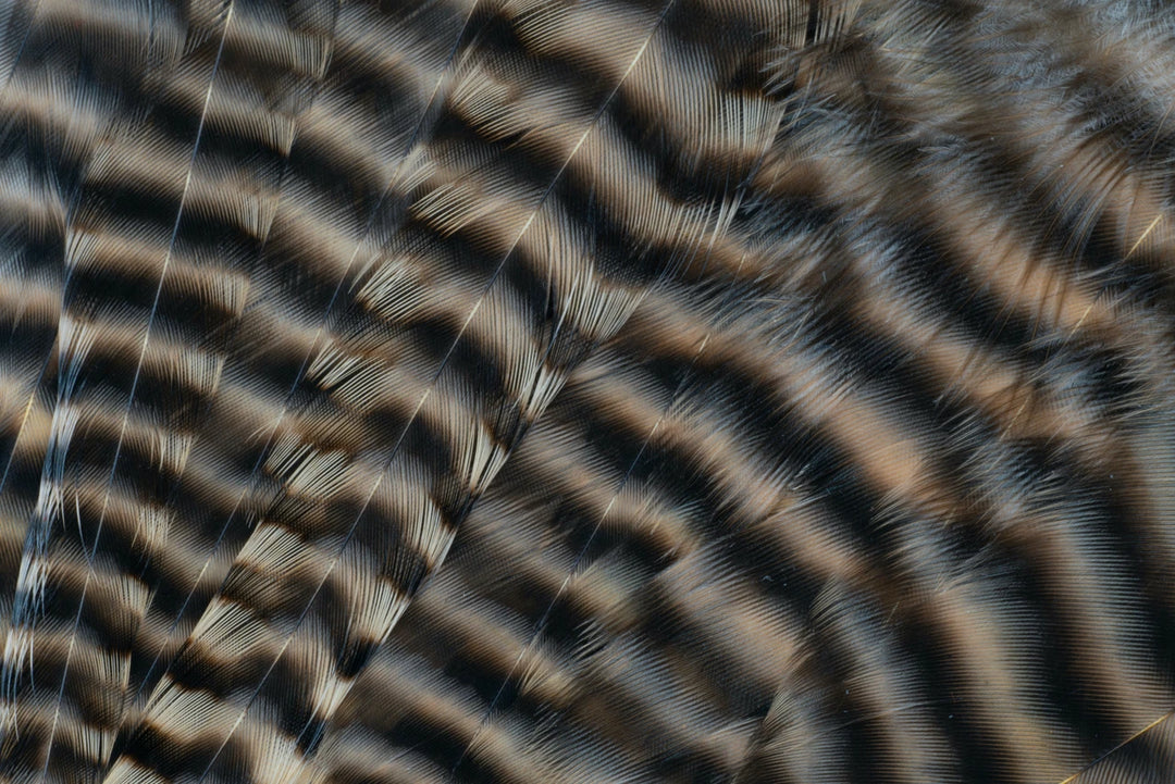 Metz Hackle Predator Pack in Griz/Tan, close-up of barred feathers