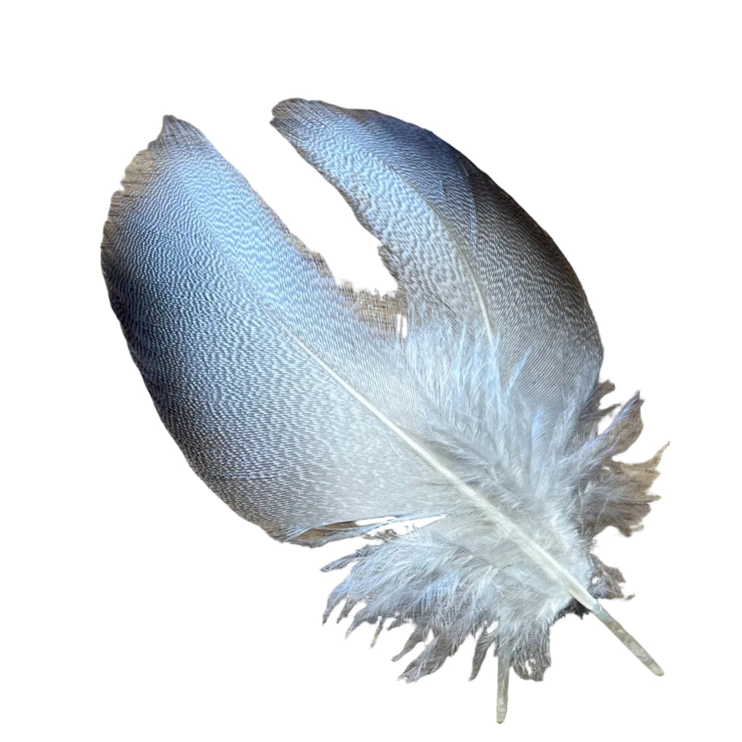 Select Bronze Mallard 3 Pairs - Feathers & Marabou - Fly Fish Food