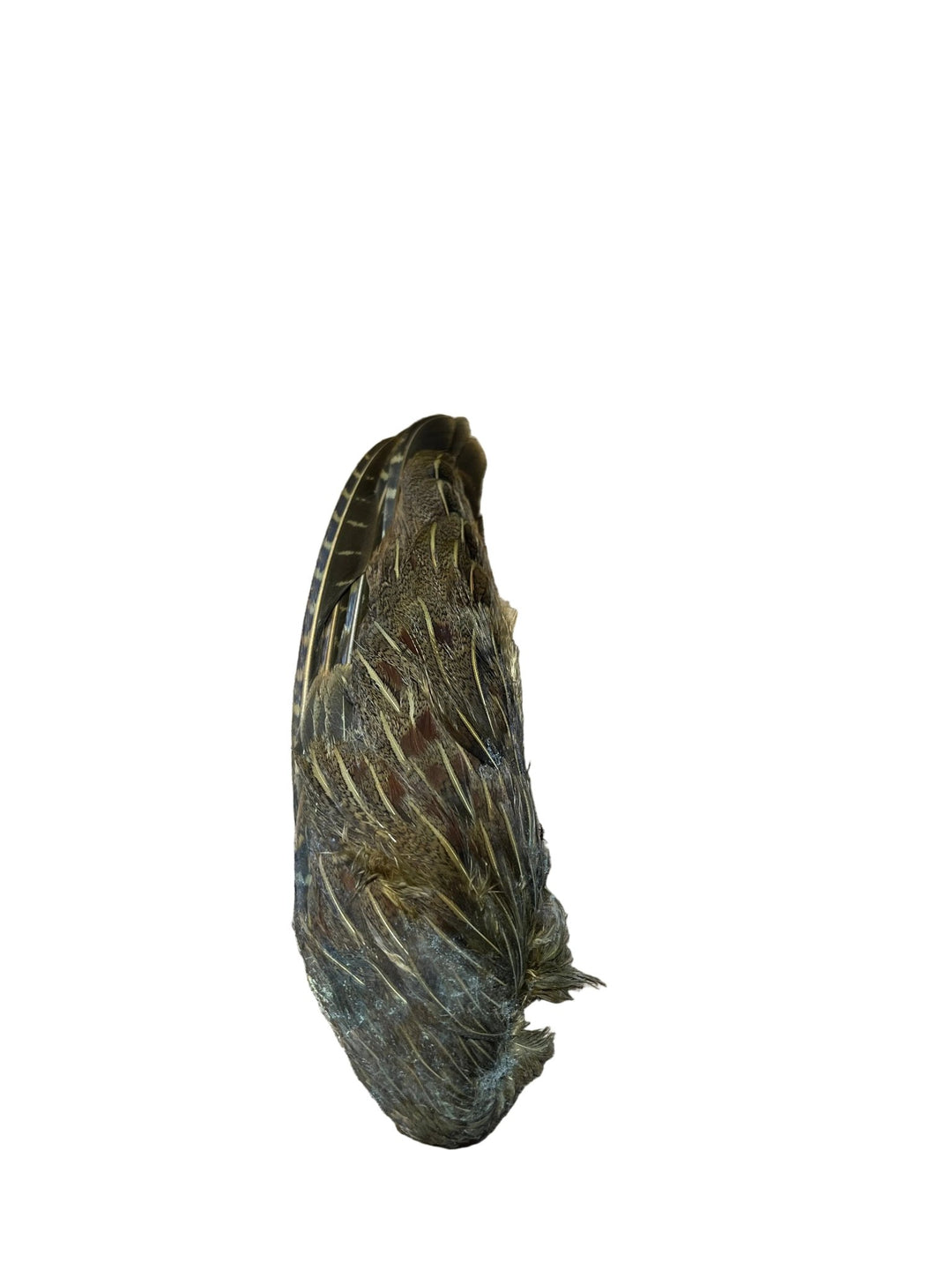 Partridge Wings Dyed - Feathers & Marabou - Fly Fish Food