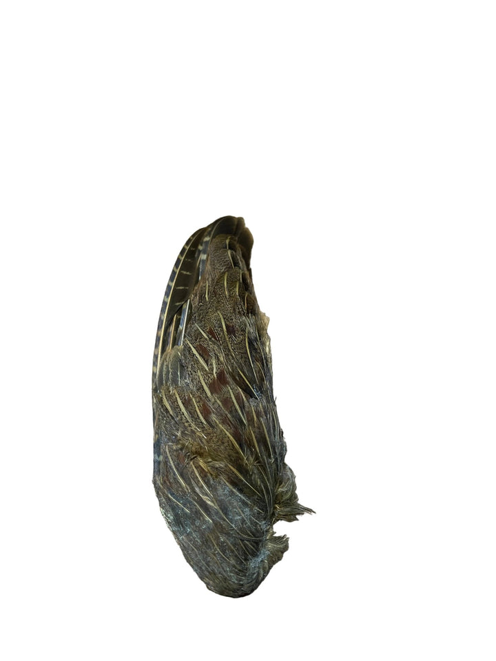 Partridge Wings Dyed - Feathers & Marabou - Fly Fish Food