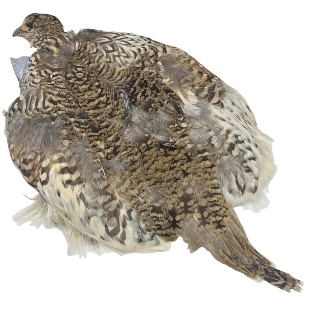 Sharptail Grouse Skin - Hackle - Fly Fish Food