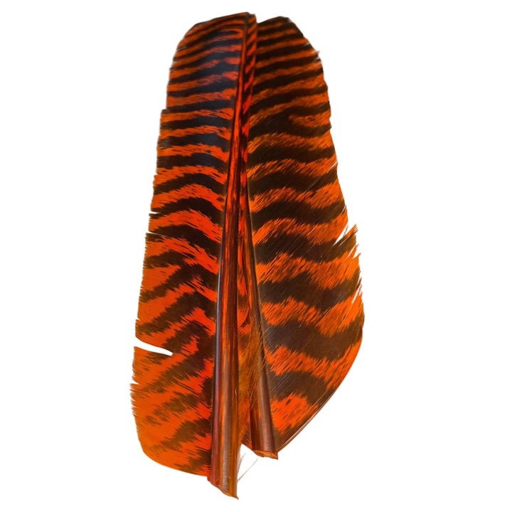 Barred Turkey Biot Quill Pair - Feathers & Marabou - Fly Fish Food