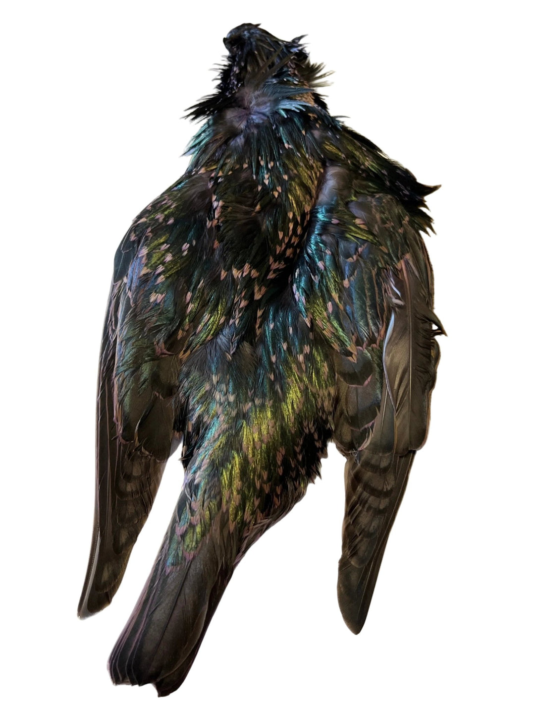 Starling Skin Dyed - Feathers & Marabou - Fly Fish Food