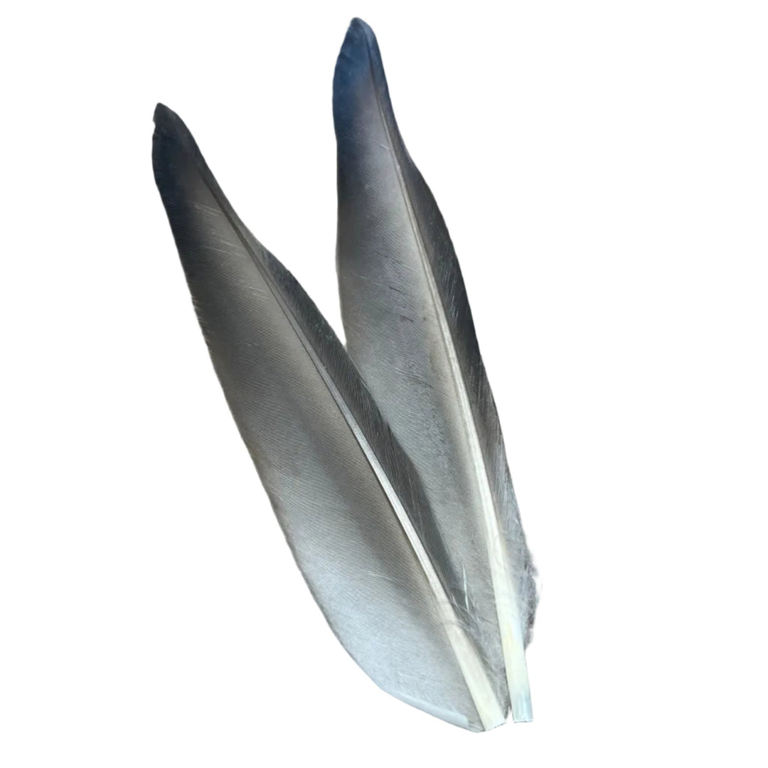 Duck Quills - 2 Pair - Feathers & Marabou - Fly Fish Food