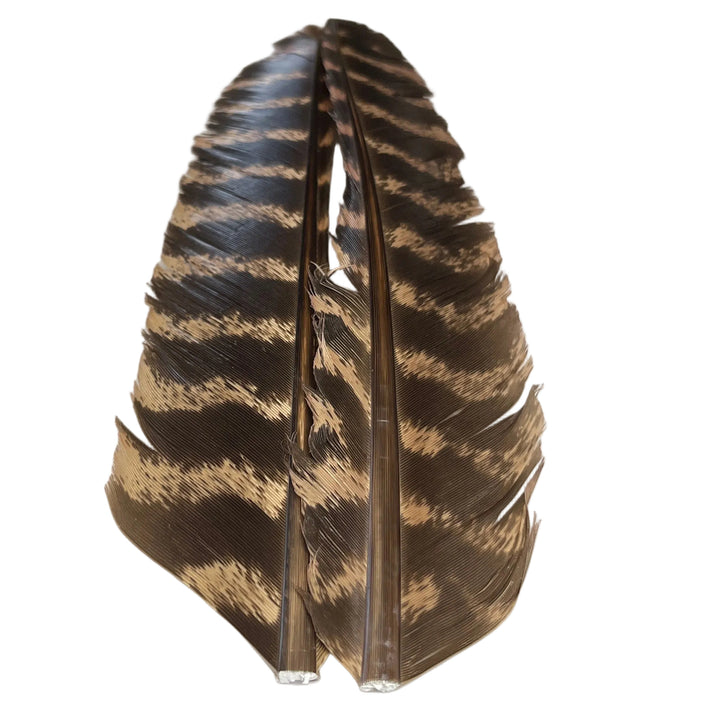 Barred Turkey Biot Quill Pair - Feathers & Marabou - Fly Fish Food
