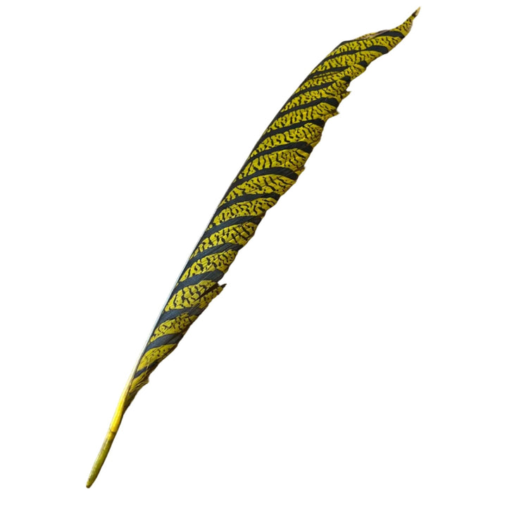 Lady Amherst Center Tail - Halfs - Feathers & Marabou - Fly Fish Food