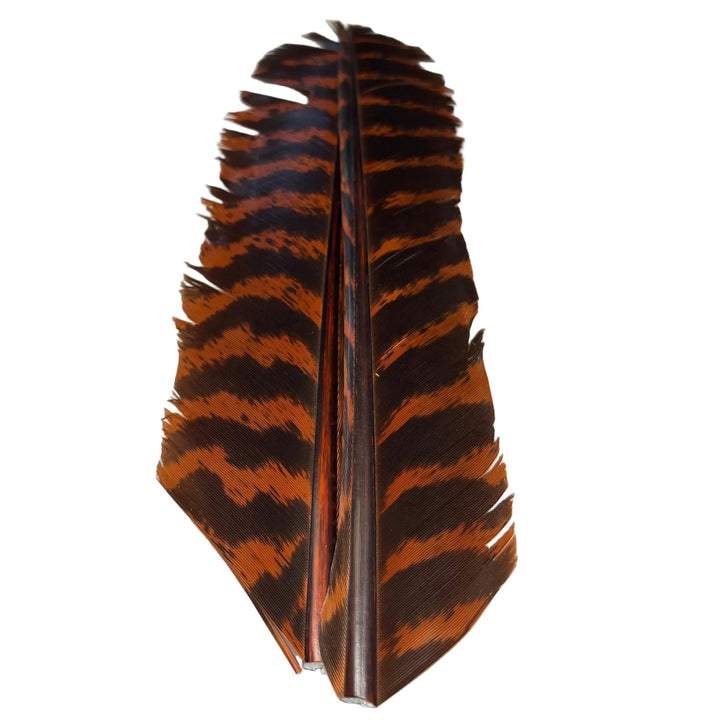 Barred Turkey Biot Quill Pair - Feathers & Marabou - Fly Fish Food