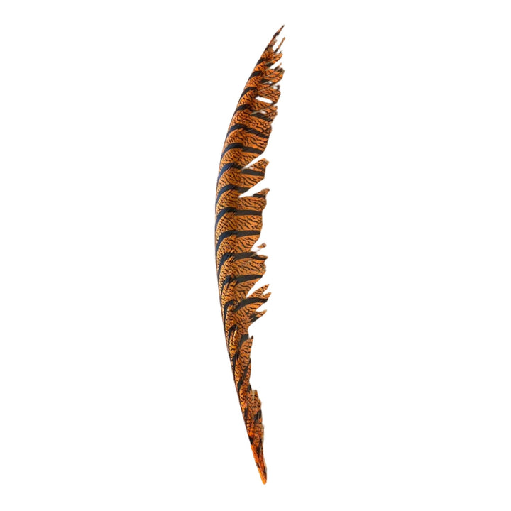 Lady Amherst Center Tail Feather - Feathers & Marabou - Fly Fish Food