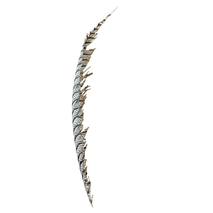 Lady Amherst Center Tail Feather - Feathers & Marabou - Fly Fish Food