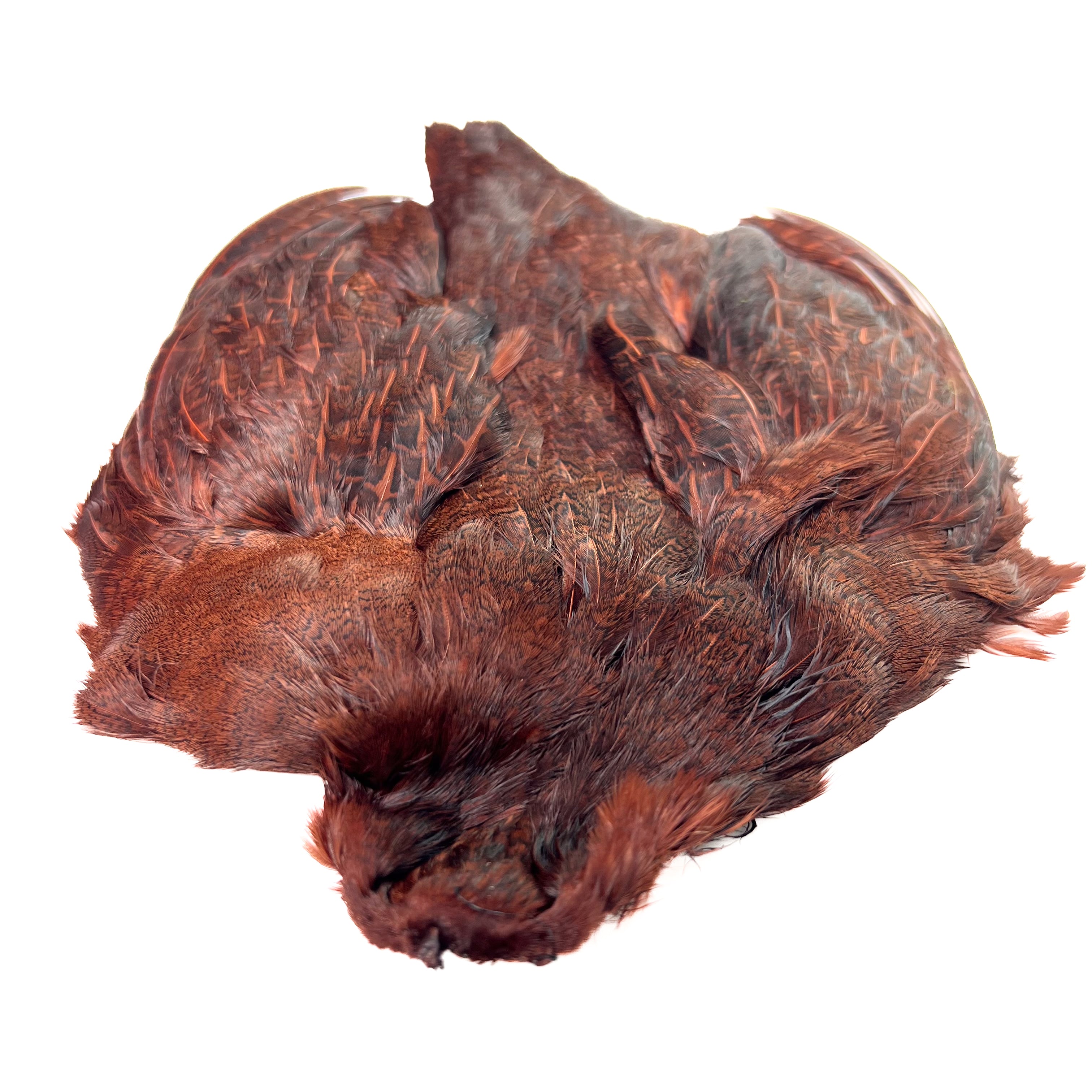 Dyed Hungarian Partridge - Full Pelt - Grade #1