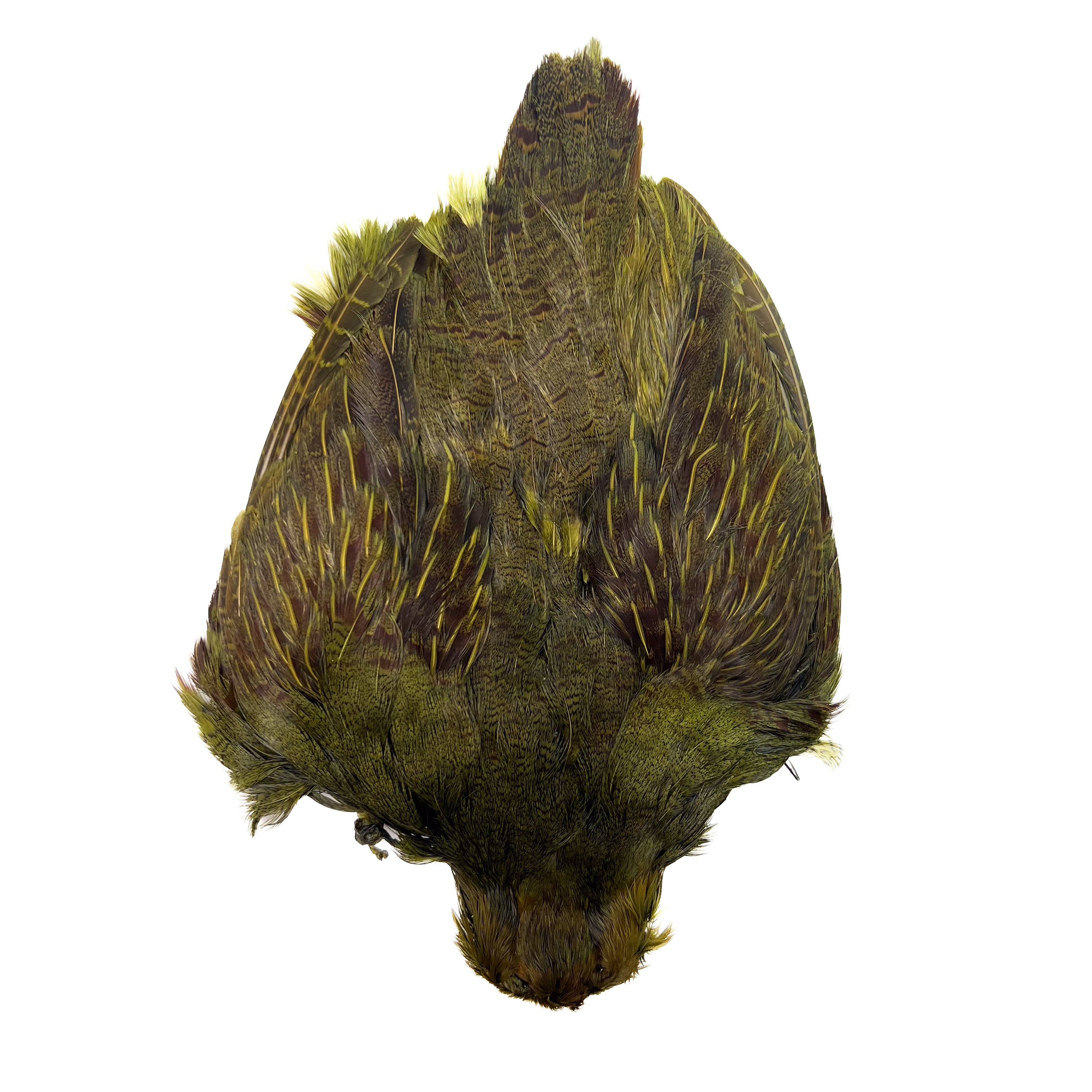 Dyed Hungarian Partridge - Full Pelt - Grade #1