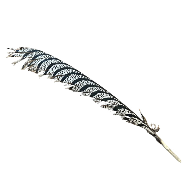 Lady Amherst Center Tail - Halfs - Feathers & Marabou - Fly Fish Food