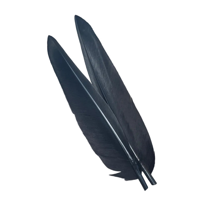 Duck Quills - 2 Pair - Feathers & Marabou - Fly Fish Food