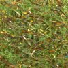 Textreme SBRIGGLE Small - Chenille - Fly Fish Food