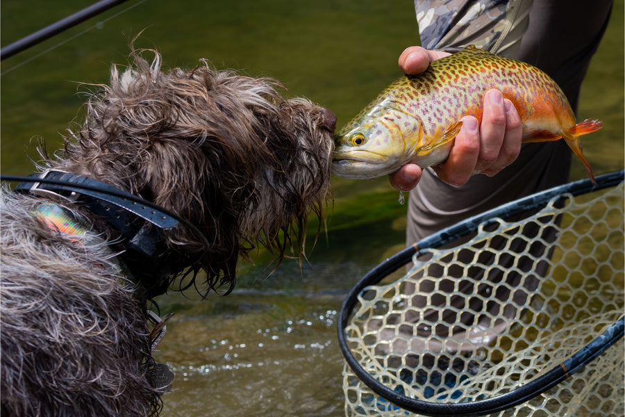 Fly Fish Food