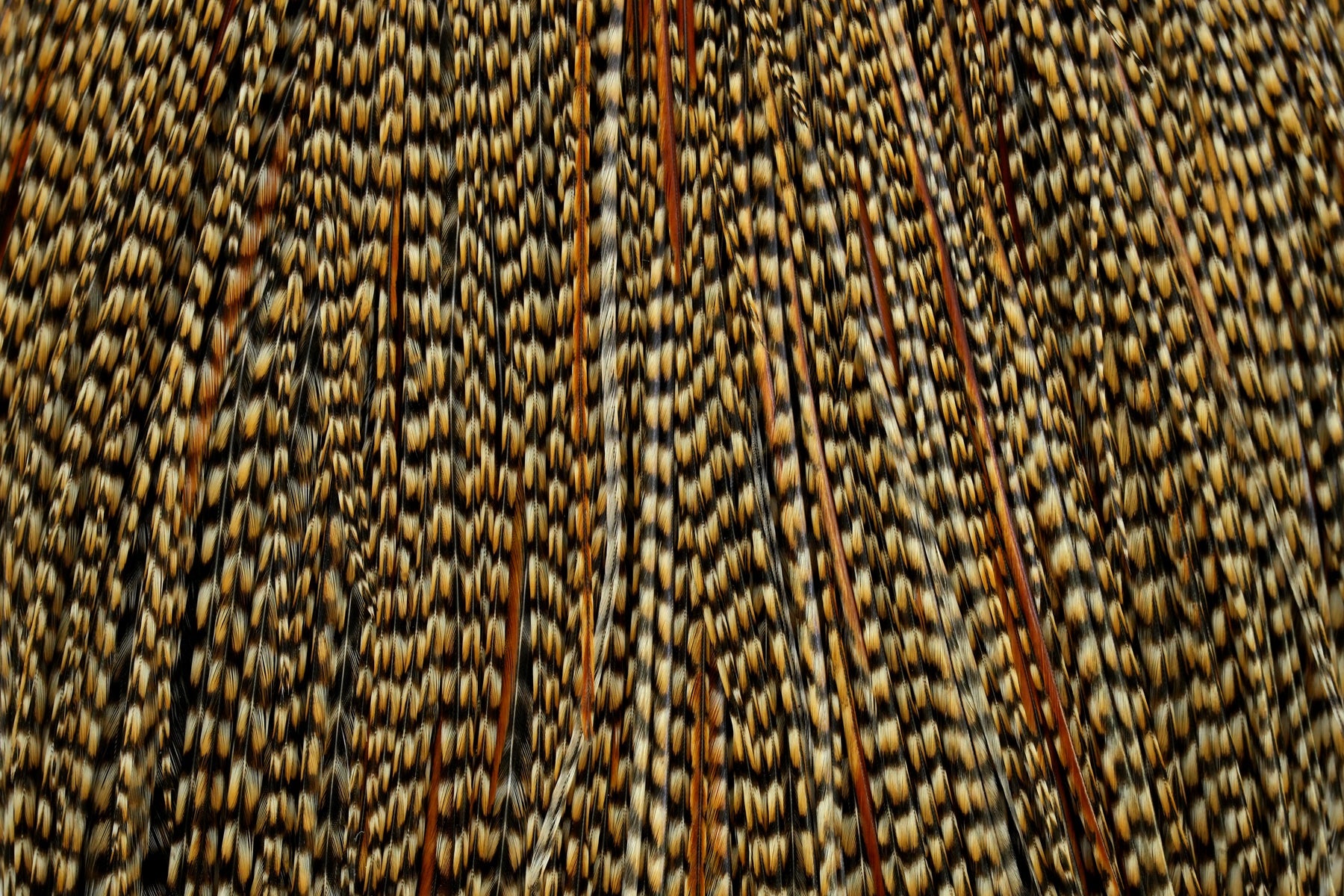 Whiting Pro Grade Cape