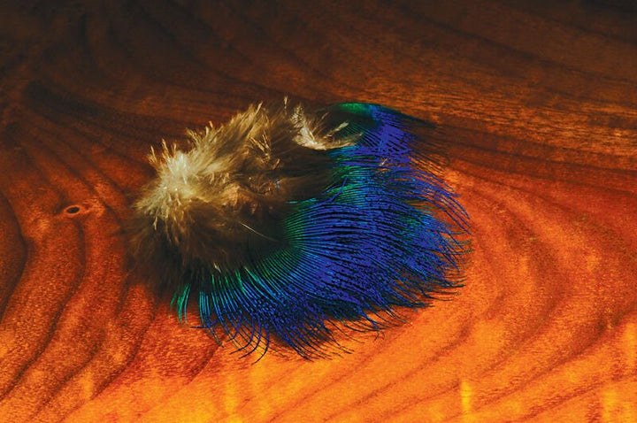 Blue Peacock Feathers - Feathers & Marabou - Fly Fish Food