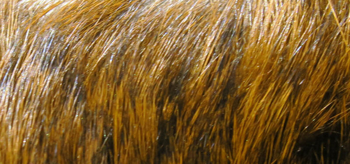 Dyed Grade #1 Hare's Mask