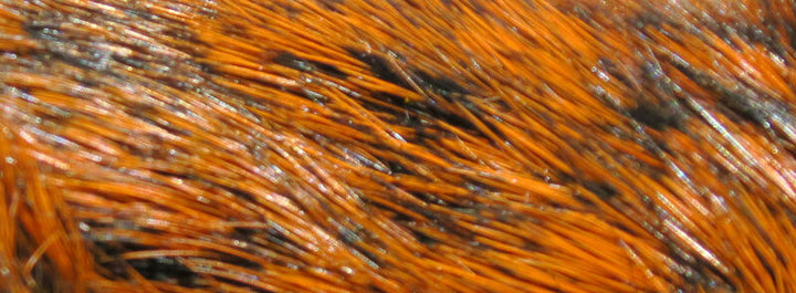Dyed Grade #1 Hare's Mask