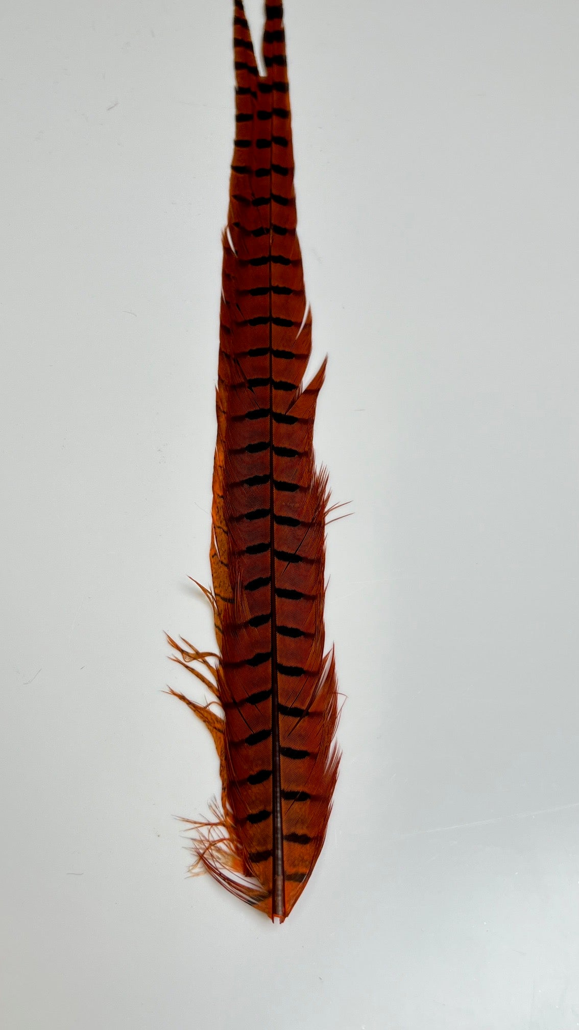 Pheasant Tail Center Pairs - Feathers & Marabou - Fly Fish Food