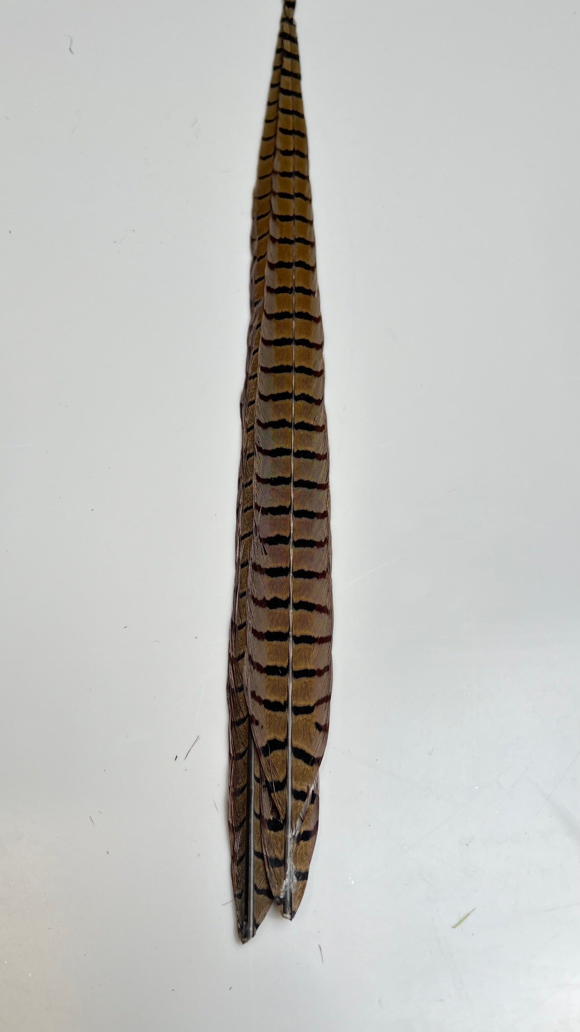 Pheasant Tail Center Pairs - Feathers & Marabou - Fly Fish Food