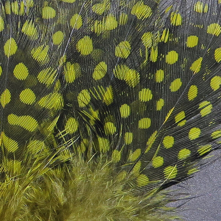 Strung Guinea Feathers