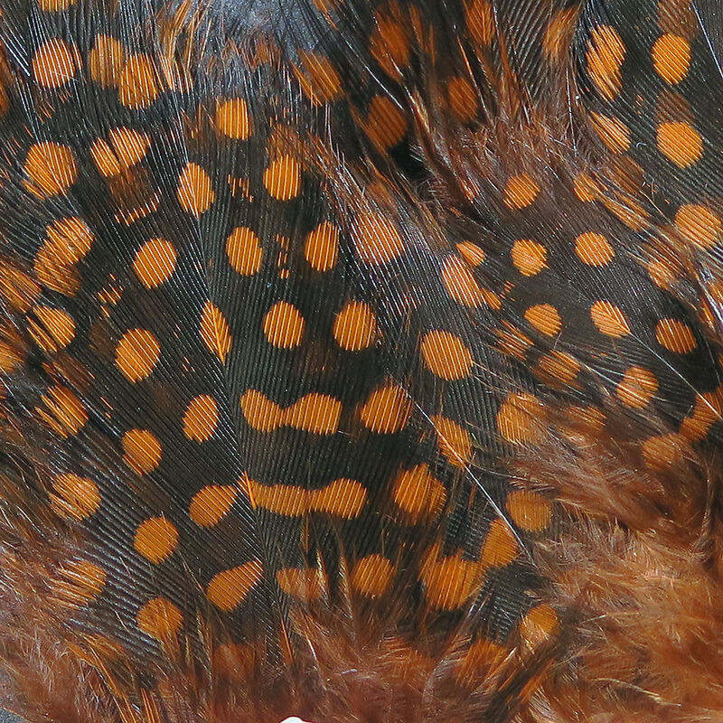 Strung Guinea Feathers