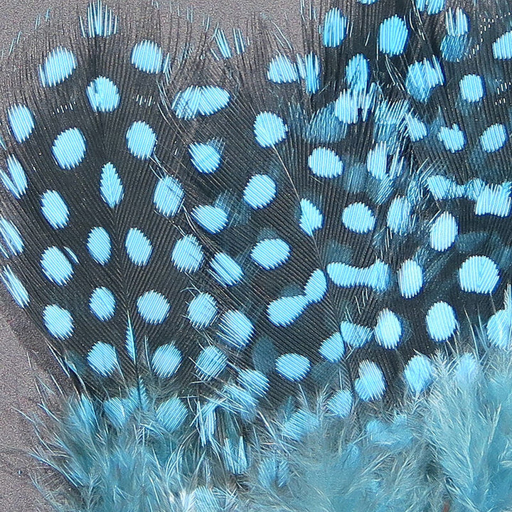 Strung Guinea Feathers