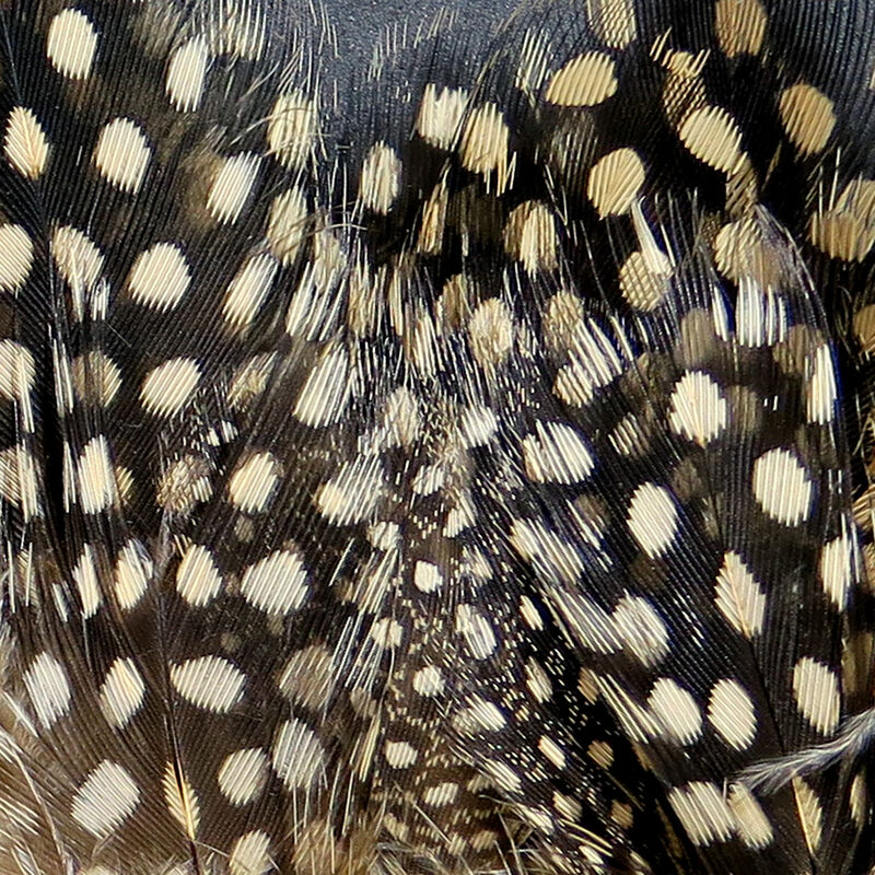 Strung Guinea Feathers