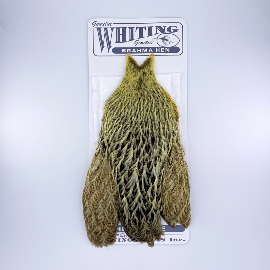 Whiting Brahma Hen Cape for Soft Hackles