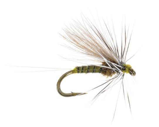 Low Water Baetis Olive