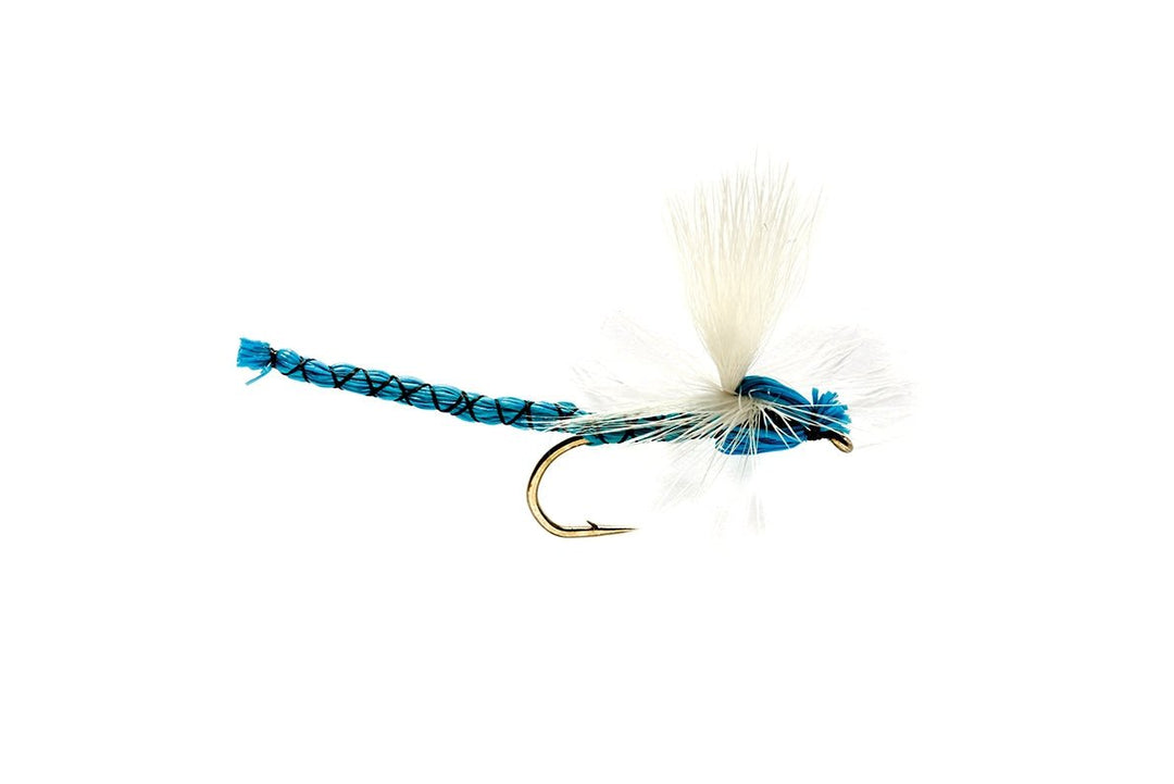 Blue Damsel 10
