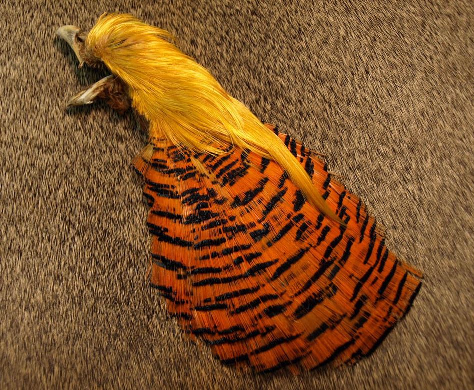 Golden Pheasant Complete Head