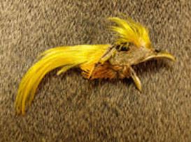 Golden Pheasant Crest