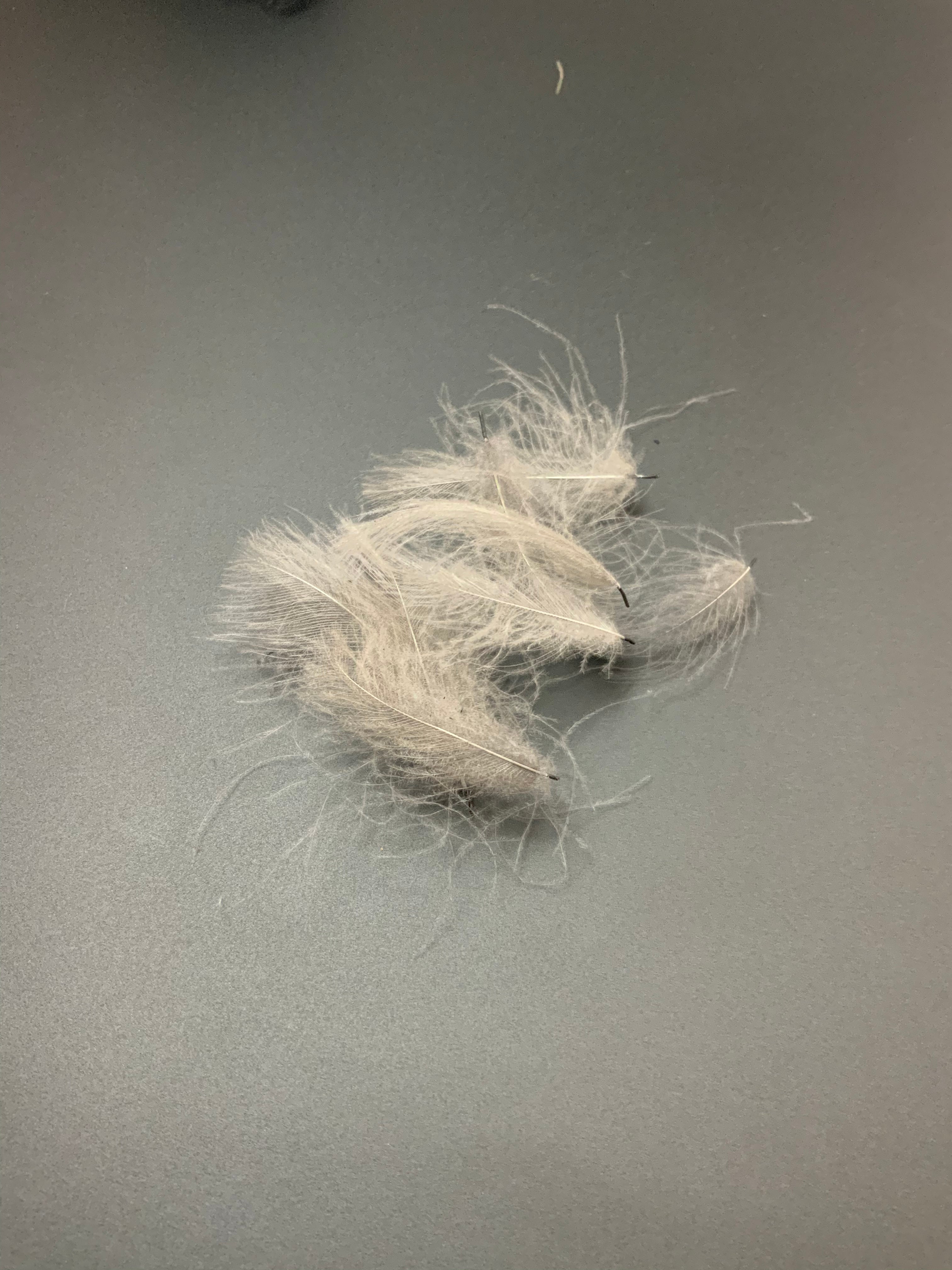Fly Fish Food “Duck Butt” CDC
